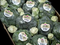 Broccoli 24x 250
