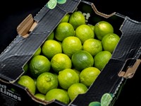 Lime 54st i kartong